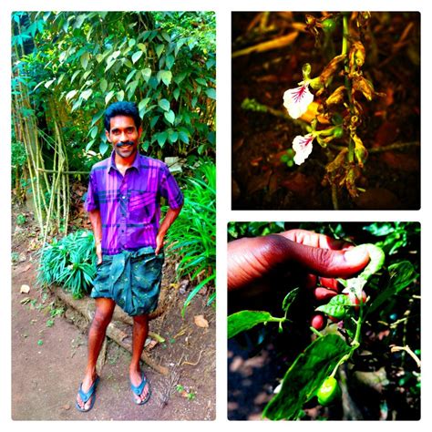 A walk through a spice plantation in Kerala