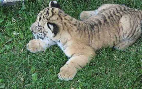 Liger Radar - A Ti-liger from a Female Liger and Male Tiger