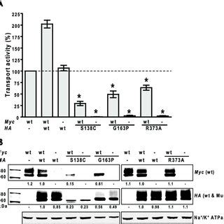 Dominant Negative Effects Of Mutant Hrfcs Wt Ha And Myc Tagged And