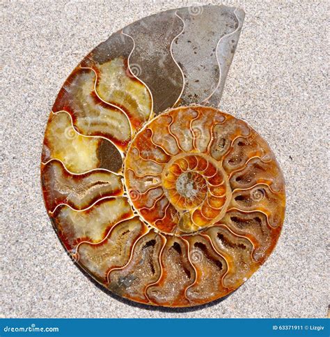 Ammonite Fossil Shell Stock Photo Image 63371911