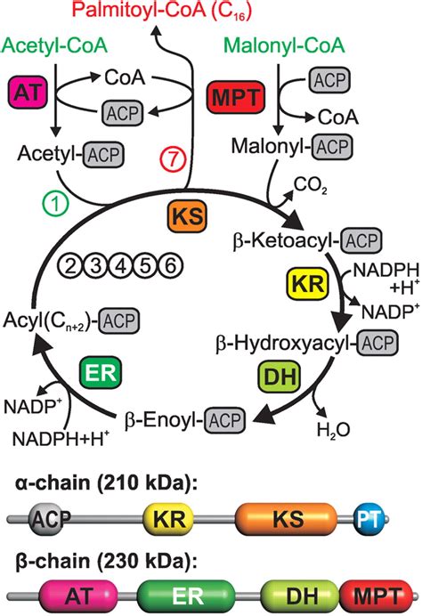 Architecture Of A Fungal Fatty Acid Synthase At 5 Å Resolution Science