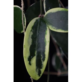 Hoya Acuta Verticillata Albomarginata HOYAPASSION