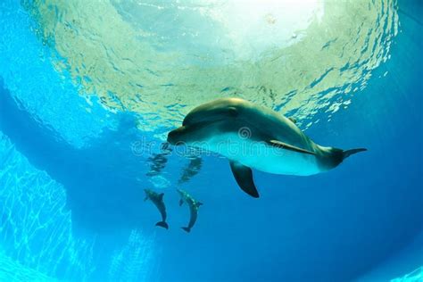 Dauphins Sous L Eau Photo Stock Image Du Famille Animaux 25568478