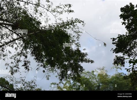 Pohon Kelapa Sudut Tinggi Di Siang Hari Stock Photo Alamy