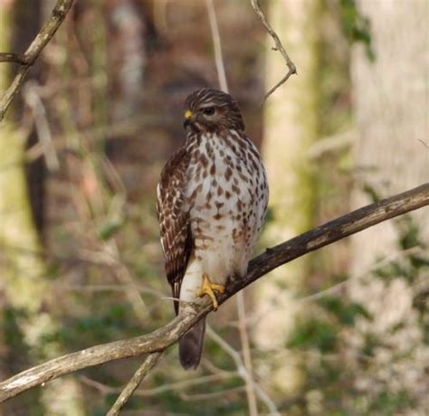 Juvenile Red Shouldered Hawk Feederwatch