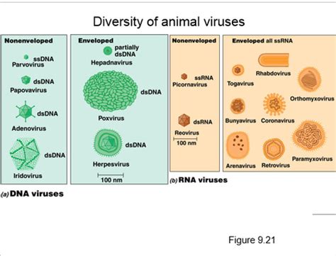 Lecture 36 - Animal Viruses Flashcards | Quizlet