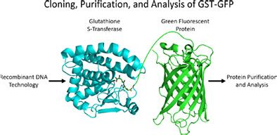 Demonstrating Core Molecular Biology Principles Using Gstgfp In A