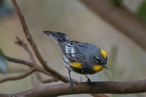 A Photographable Warbler Wings Over Skagit