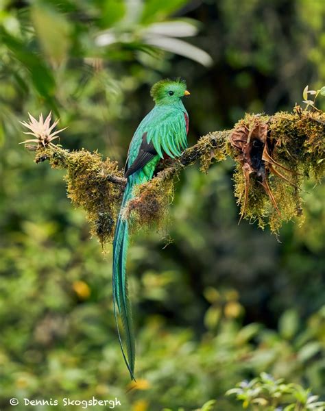 Resplendent Quetzal Pharomachrus Mocinno Costa Rica Dennis