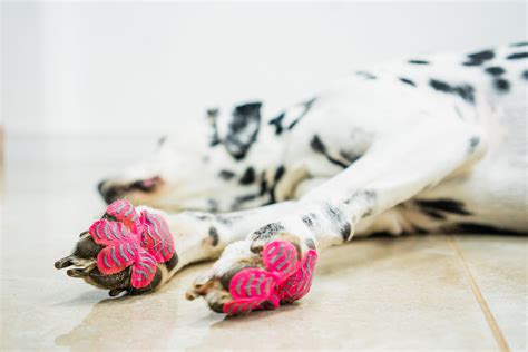 Lightweight Dog Paw Grips For Slippery Floors Indoor And Etsy