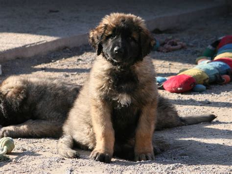 Chiots Leonberg LOF Disponibles Petite Annonce Chien