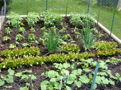 Vegetable Gardening for Beginners: The Basics of Planting: Vegetable ...