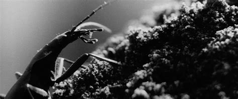 The Insect Woman 1963 Imamura The Cinema Archives