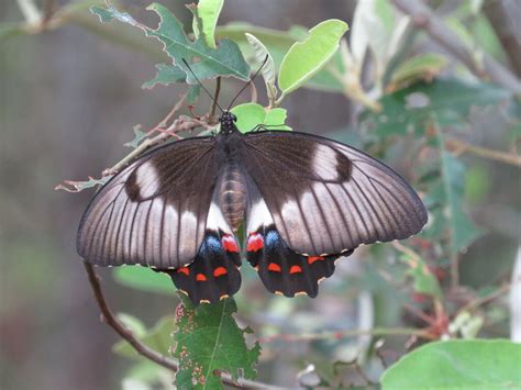 Orchard Swallowtail From Brisbane Qld Australia On November