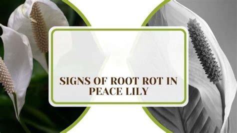 Signs Of Root Rot In Peace Lily Causes And Long Term Fixes Plant America