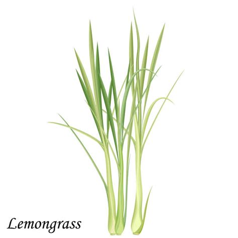 1700 Lemongrass Illustration Stock Illustrations Royalty Free Vector