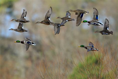 Mallard Ducks Flying