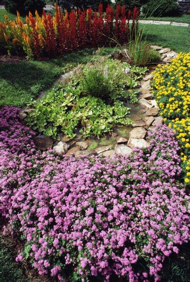 The Best Groundcover For Full Sun And Clay Soil Hunker