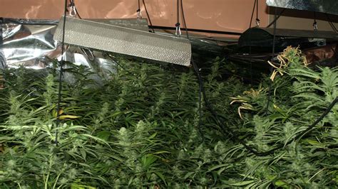 Police Seize Cannabis Stash From Goudhurst Home