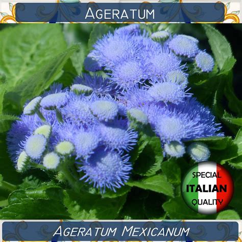 1700 Ageratum Blue Seeds Ageratum Mexicanum Seeds Flower Etsy UK