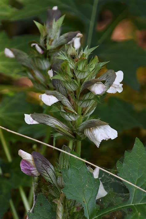 Wahrer B Renklau Weicher Akanthus Acanthus Mollis C Jo Flickr