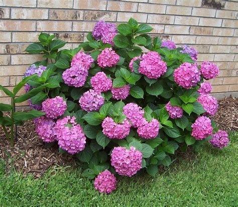 PINK HYDRANGEA PLANT NEW-P83 in Sumter, SC | Newton's Greenhouse and ...