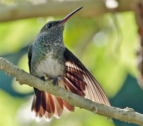 Foto Beija Flor De Garganta Verde Chionomesa Fimbriata Por Carlos E