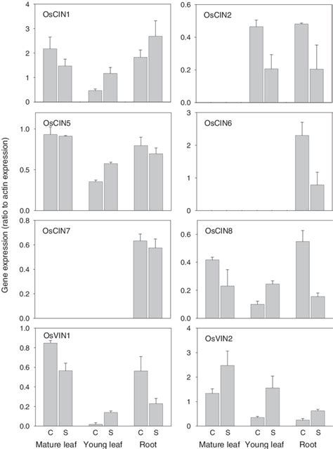 Cell Wall Oscin And Vacuolar Osvin Invertase Average Gene