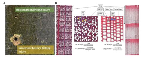 Sampling And Analysis Of Quantitative Wood Anatomy A Increment