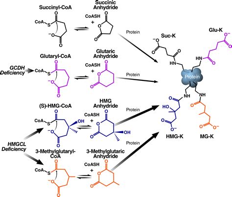 A Class Of Reactive Acyl Coa Species Reveals The Non Enzymatic Origins