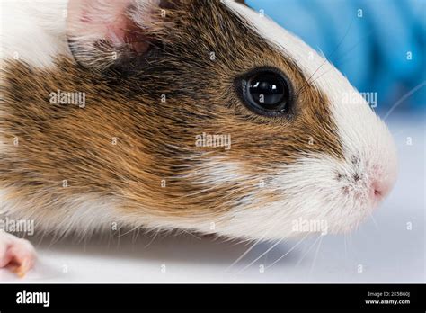 The Look Of A Small Two Month Old Guinea Pig Guinea Pig Face Close Up