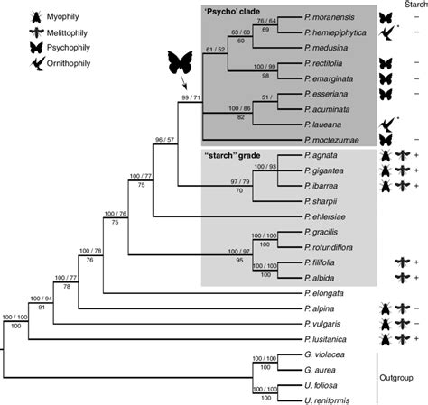 Phylogeny Of The Pinguicula Species Based On The Bayesian Inference