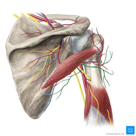 Glenohumeral Shoulder Joint Bones Movements Muscles Kenhub Images And