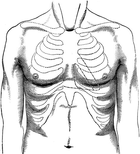 Surface Of Normal Chest ClipArt ETC