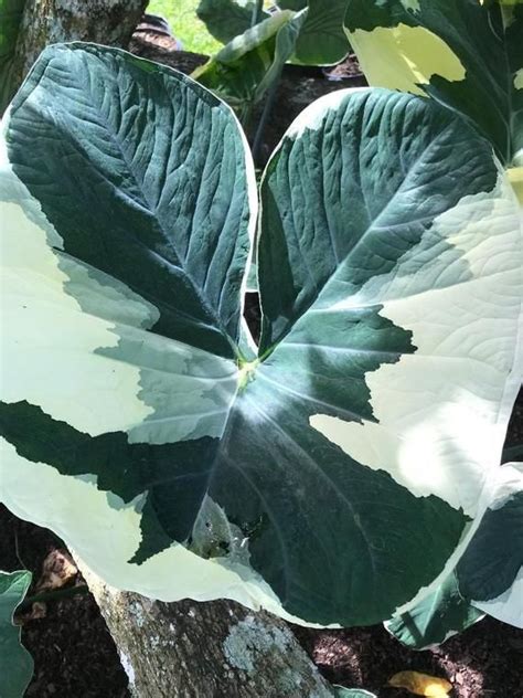 Alocasia Mickey Mouse, Xanthosoma Variegata Stingray,, 50% OFF