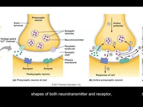 Action Potential Diagram Synapse