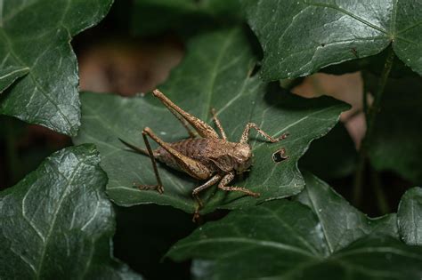 40000 Free Grasshopper Cartoon And Grasshopper Images Pixabay