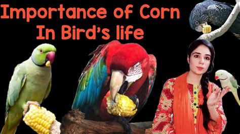 Benefits Of Corn For Parrots Bhutta Can Parrots Eat Corn In The Cob