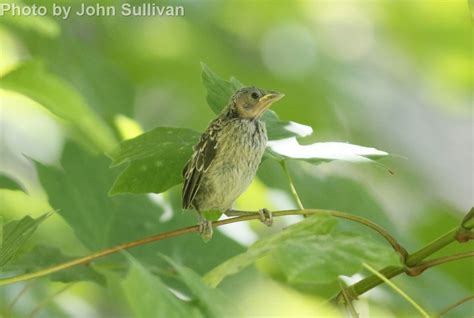 Western Tanager - East Cascades Audubon Society