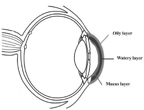 Composition Of The Tear Film Download Scientific Diagram