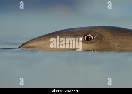 Common or Atlantic bottlenose dolphin - Tursiops truncatus, wide-ranging marine mammal of ...