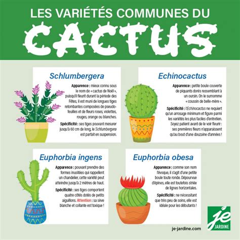 Tout Savoir Sur Les Cactus Je Jardine