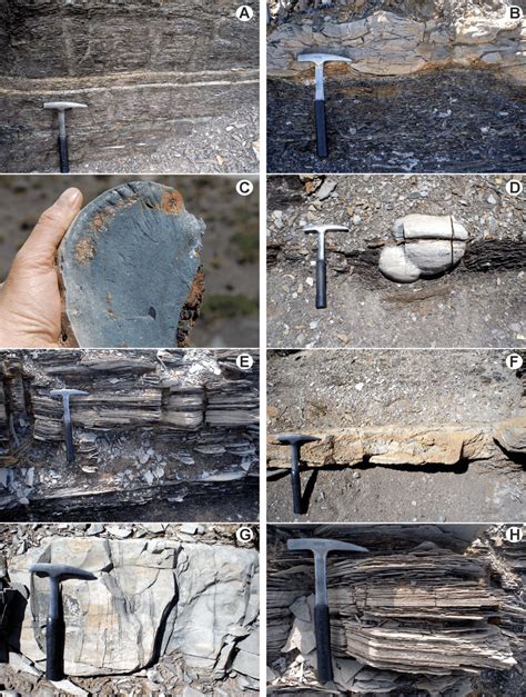 A Bituminous Shale Facies Of The Lower Part Of The Succession Common