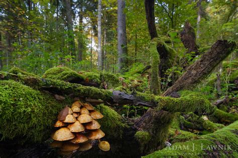 Białowieski Park Narodowy październik 2010