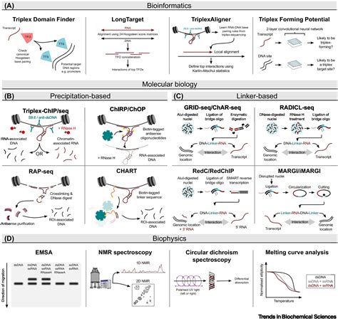 Rna Dna Triplexes Molecular Mechanisms And Functional Relevance