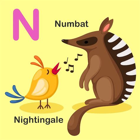 Ilustración Aislada Del Alfabeto Animal Letra N Numbat Ruiseñor