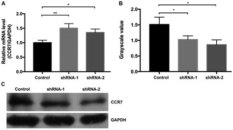 CCR7 Expression Following RRBP1 Knockdown In T24 Cells CCR7 A MRNA