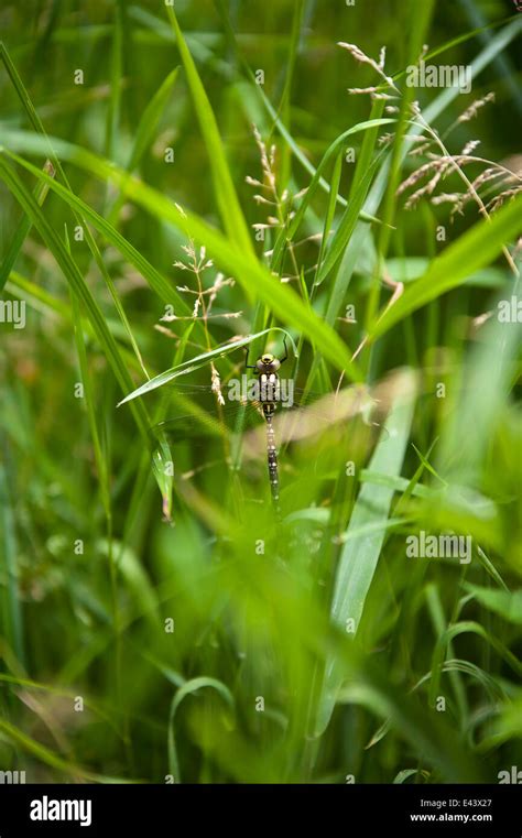 Dragonfly In Grass Stock Photo Alamy