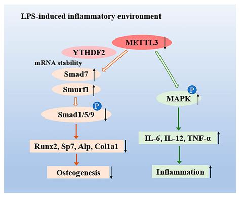 IJMS Free Full Text METTL3 Regulates Osteoblast Differentiation And