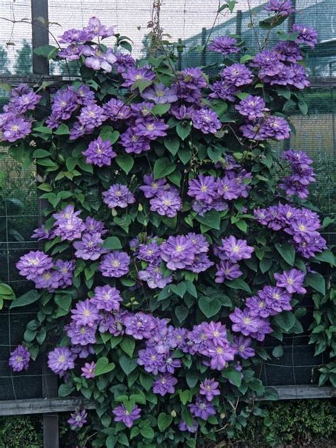 Clematis Blue Explosion Bluestone Perennials